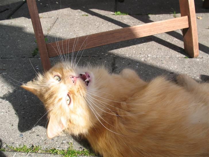 Blanding af racer Johnny billede 6