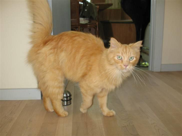 Blanding af racer Johnny billede 7