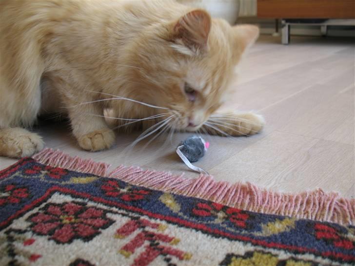 Blanding af racer Johnny billede 8