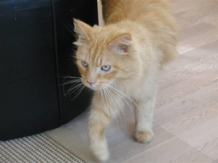 Blanding af racer Johnny billede 9