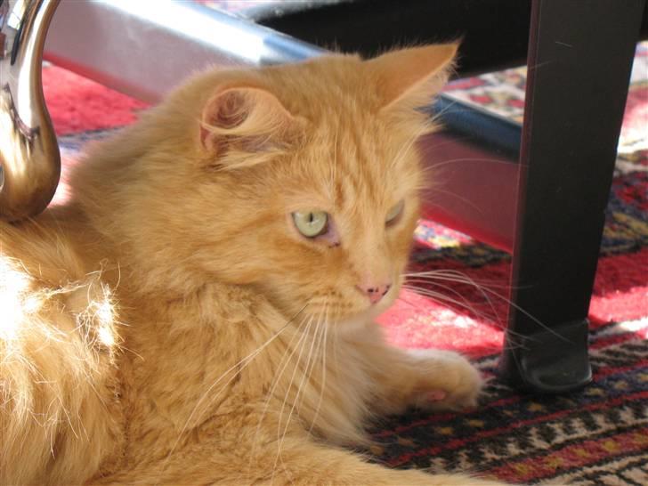 Blanding af racer Johnny billede 10