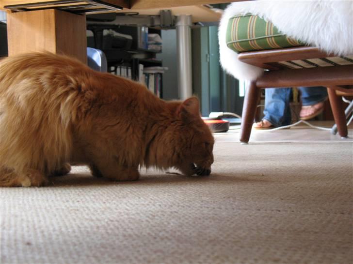 Blanding af racer Johnny billede 11