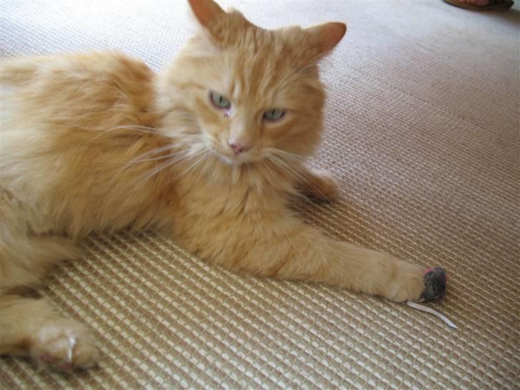 Blanding af racer Johnny billede 12