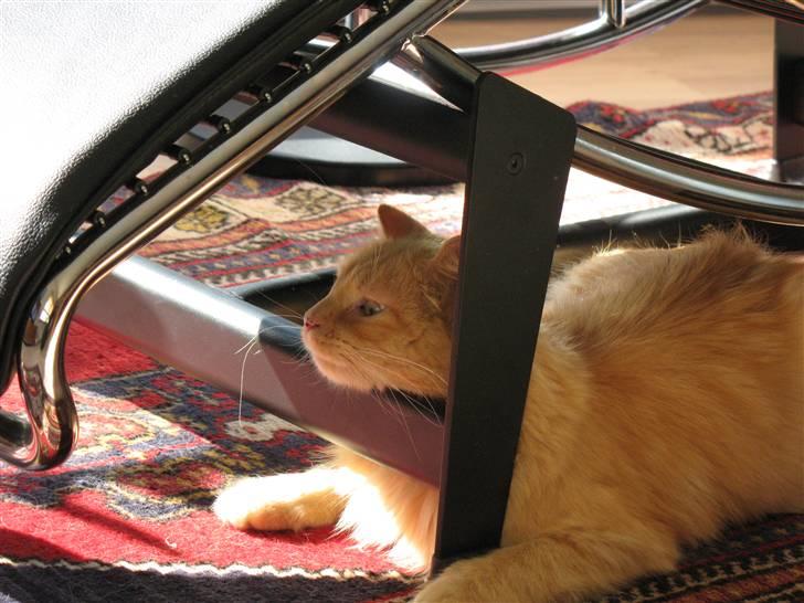 Blanding af racer Johnny billede 13