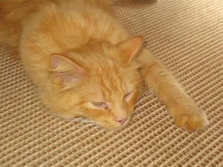 Blanding af racer Johnny billede 14