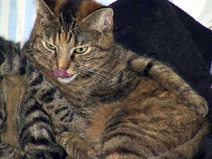 Huskat Emma billede 4