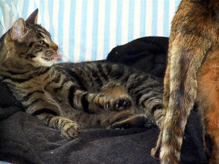 Huskat Emma billede 6