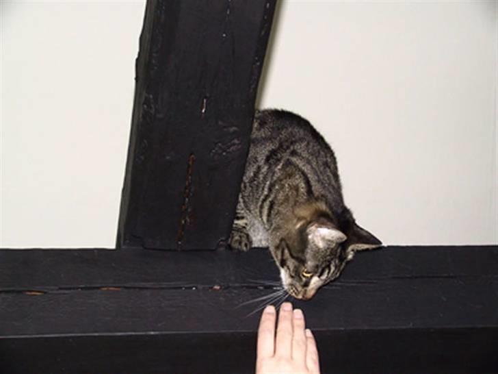 Huskat Emma billede 9