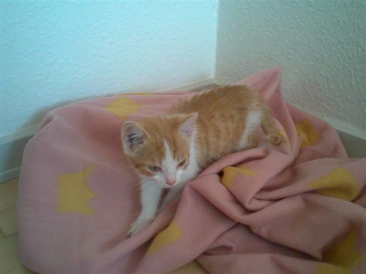 Blanding af racer ??? - Smukke missen! billede 2