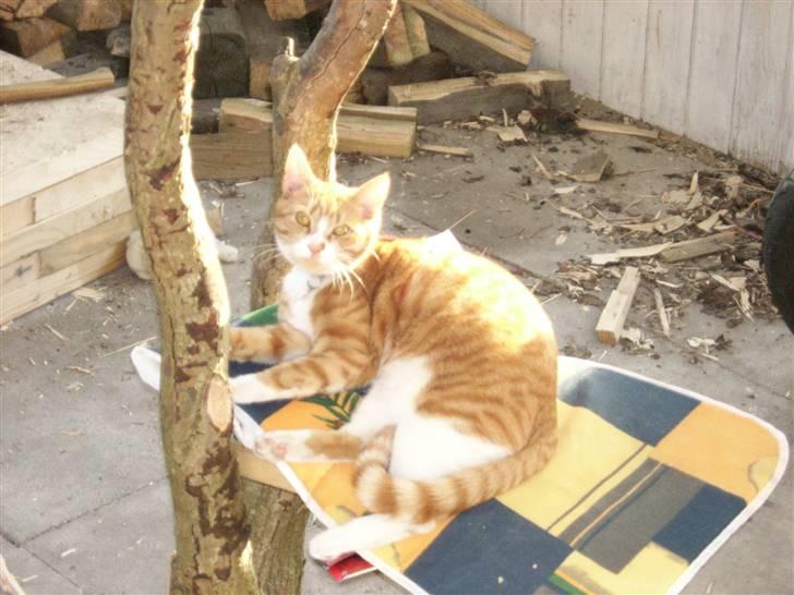 Huskat Tot billede 16