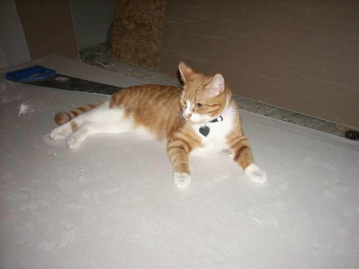 Huskat Tot billede 17