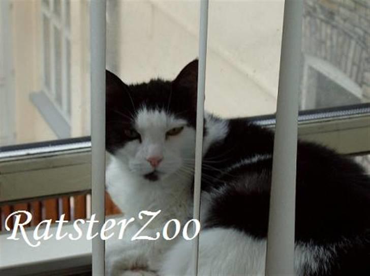 Huskat Kisser *flyttet* - taget den 21/6-07 med mit nye kamera billede 8