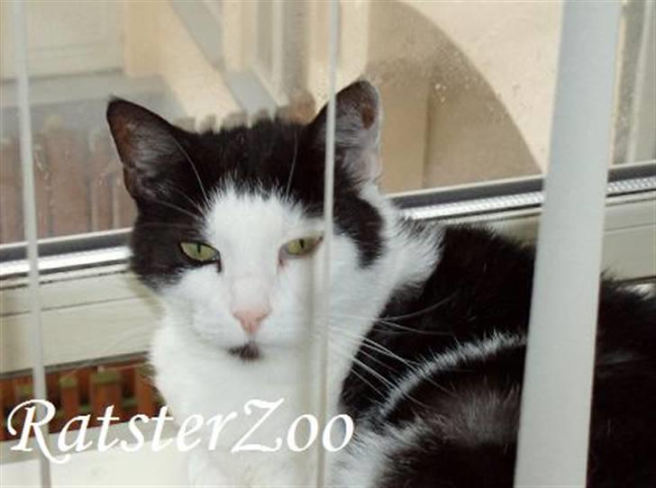 Huskat Kisser *flyttet* - taget den 21/6-07 med mit nye kamera billede 10