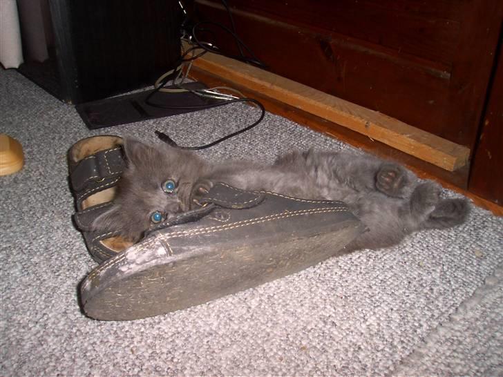 Huskat Mikki billede 1