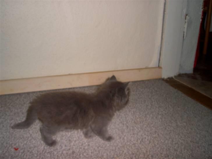 Huskat Mikki billede 2