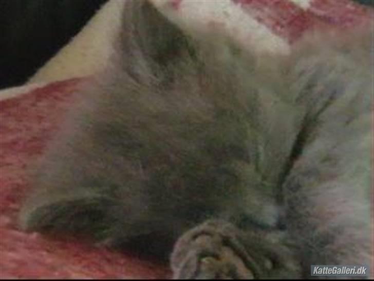 Huskat Mikki billede 3