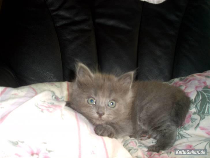 Huskat Mikki billede 4