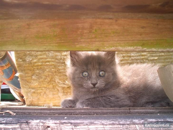 Huskat Mikki billede 5