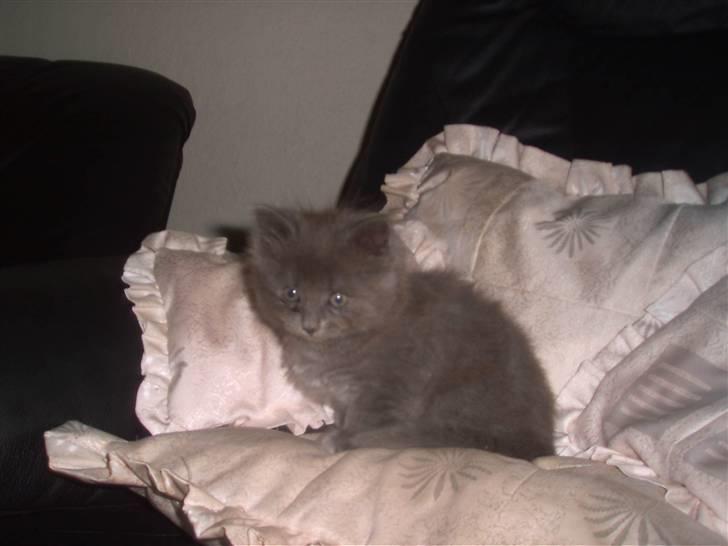 Huskat Mikki billede 6