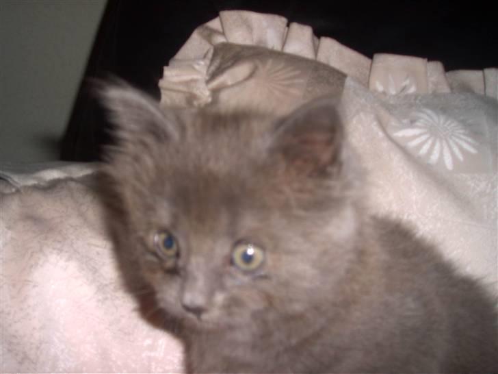 Huskat Mikki billede 7