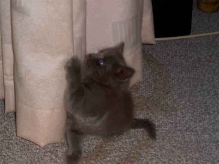 Huskat Mikki billede 8