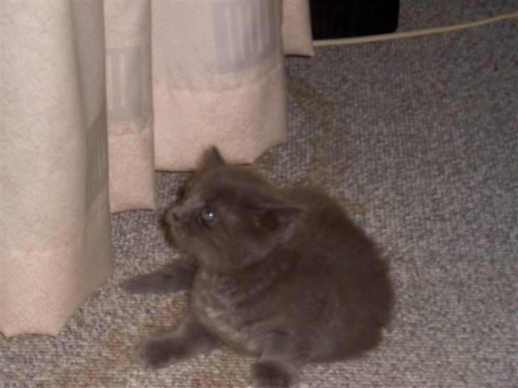 Huskat Mikki billede 9