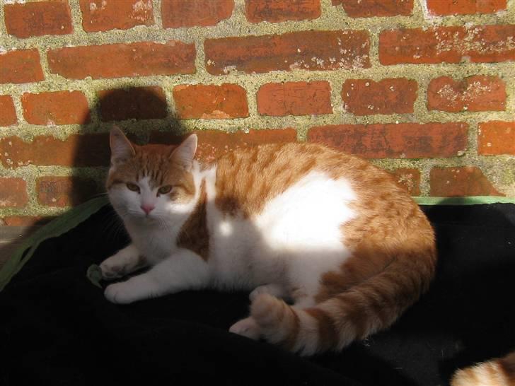 Blanding af racer Anthony - R.I.P - Hr. Fedberg billede 2