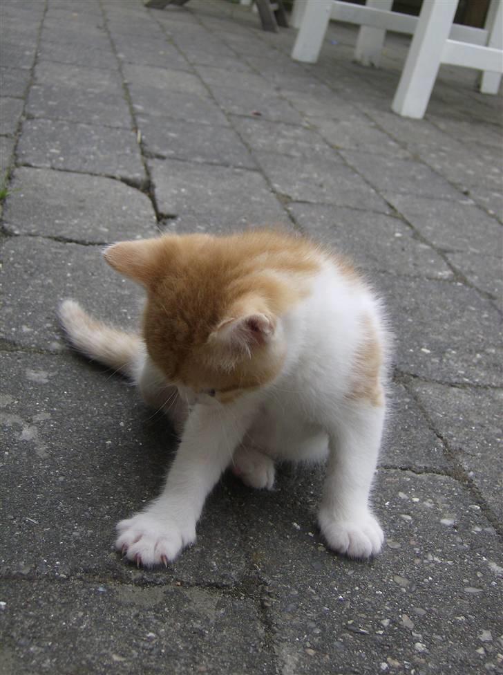 Blanding af racer Anthony - R.I.P - 4 Uger og 6 Dage, ude for første gang.. billede 3