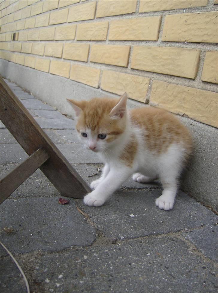 Blanding af racer Anthony - R.I.P - 4 Uger og 6 Dage, ude for første gang.. billede 4