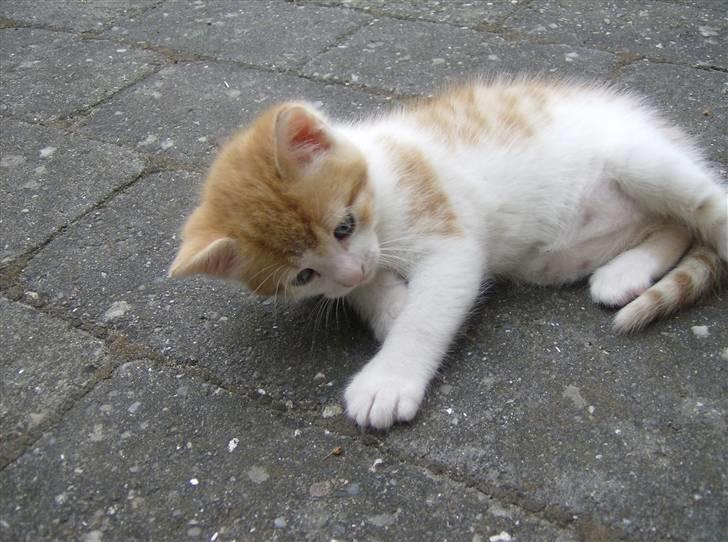 Blanding af racer Anthony - R.I.P - 4 Uger og 6 Dage, ude for første gang.. billede 5