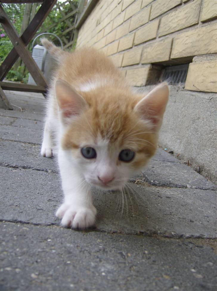 Blanding af racer Anthony - R.I.P - 4 Uger og 6 Dage, ude for første gang.. billede 6