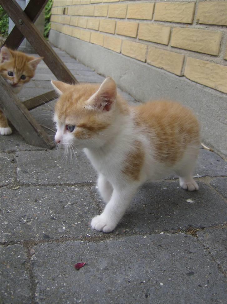 Blanding af racer Anthony - R.I.P - 4 Uger og 6 Dage, ude for første gang.. billede 7