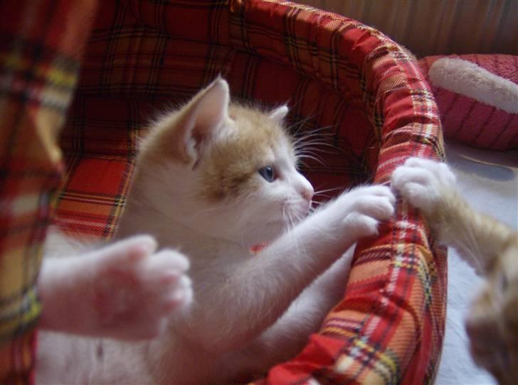 Blanding af racer Anthony - R.I.P - Leg, 4 uger og 2 dage. billede 8