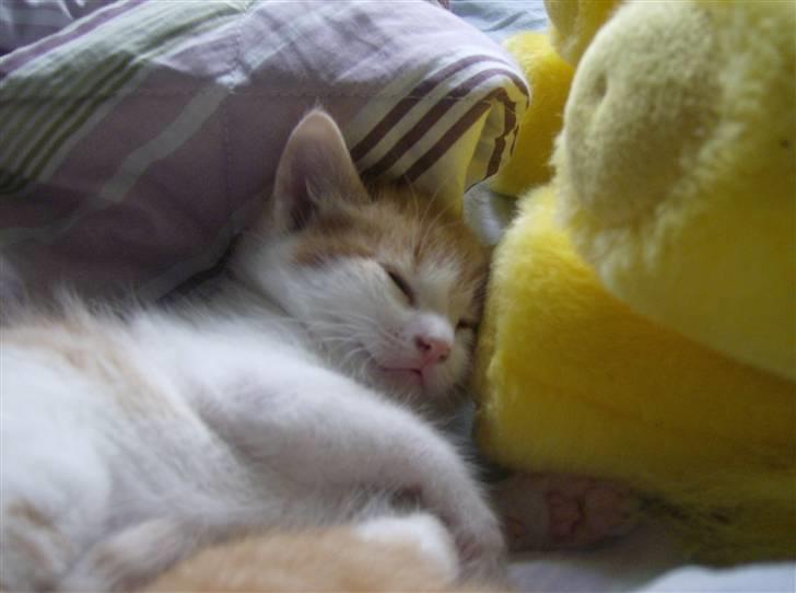 Blanding af racer Anthony - R.I.P - 4 uger og 2 dage.. billede 9