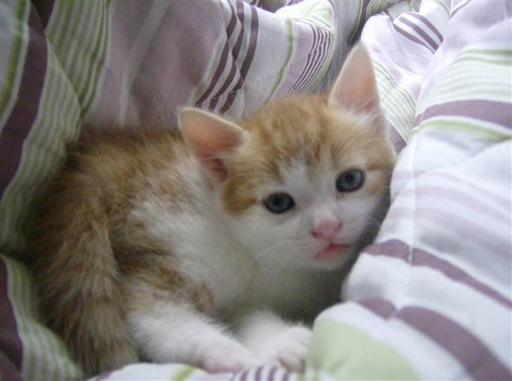 Blanding af racer Anthony - R.I.P - 4 Uger og 6 Dage, ude for første gang.. billede 10