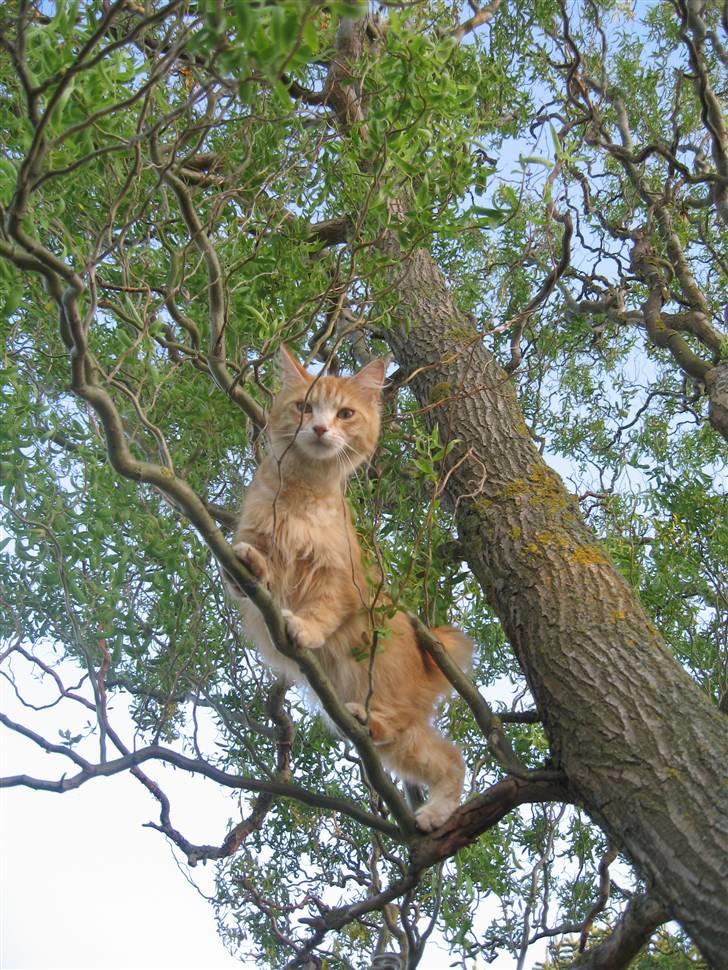 Blanding af racer MCO/Huskat  Emma - En lille klatremis...hi hi mor,hent mig ned *GG* billede 12