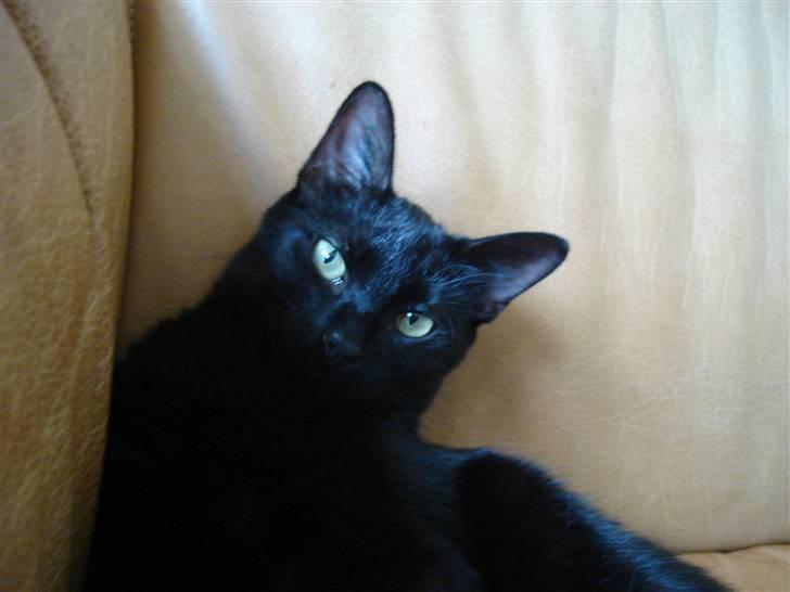 Huskat kahlua - åh jeg er træt billede 10