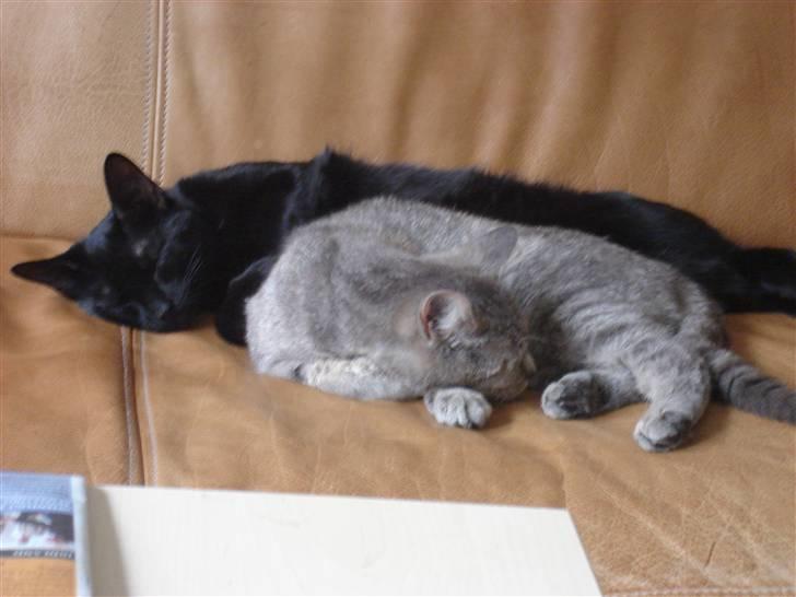 Huskat kahlua - se vi kan også være gode venner billede 11