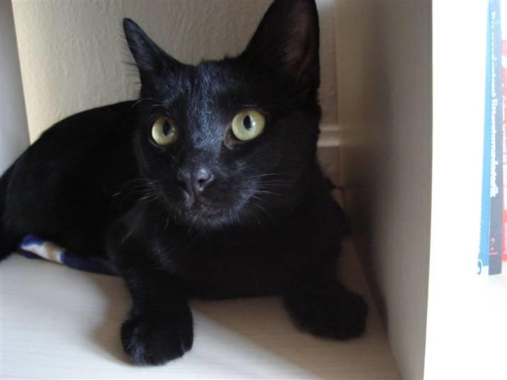 Huskat kahlua - øv du fandt mig billede 12