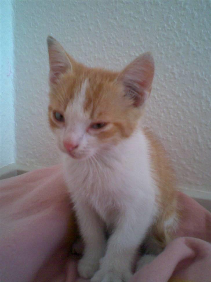 Blanding af racer ??? - Er jeg ikke fin!!? billede 3