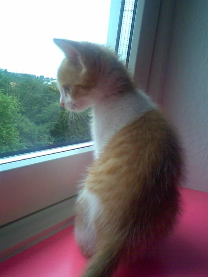 Blanding af racer ??? - Betænksom... billede 4