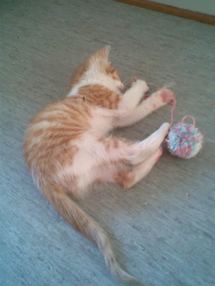 Blanding af racer ??? - Legesyg killing!!! ;-) billede 5