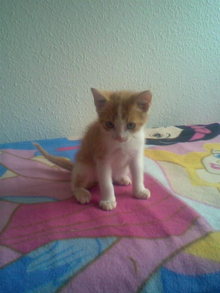 Blanding af racer ??? - Nåhhh...hun er da en dejlig mis!!! billede 6