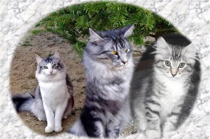 Norsk Skovkat Dolly - Vores tre skovtrolde :-) billede 11