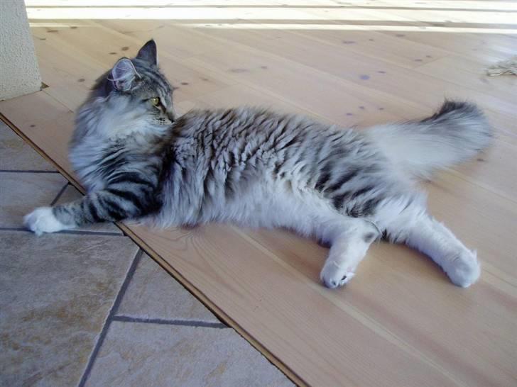 Norsk Skovkat Titan billede 8