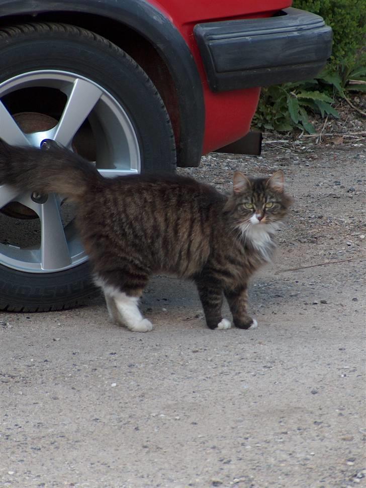 Norsk Skovkat Bette *RIP d.24-01-08* - Min Bettefisen billede 1