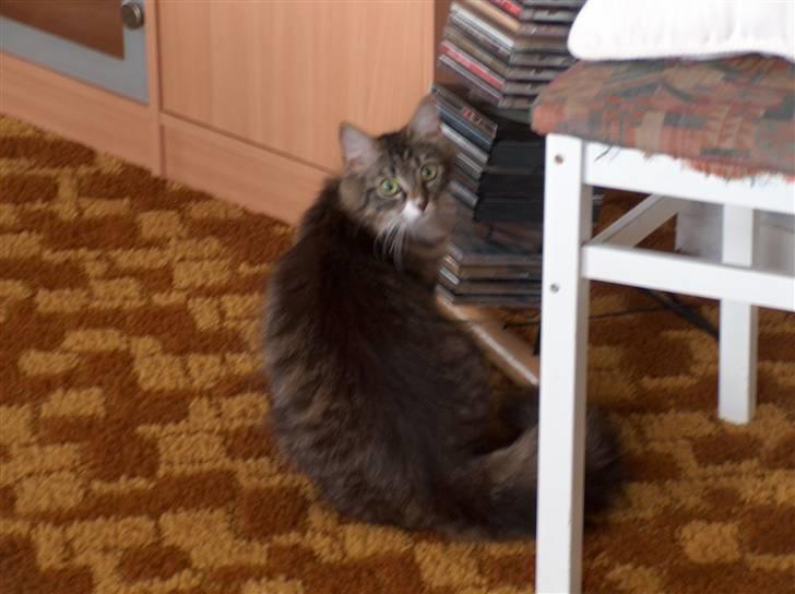 Norsk Skovkat Bette *RIP d.24-01-08* - Beklager billedkvaliteten, men det er det første billede vi fik af bette billede 2