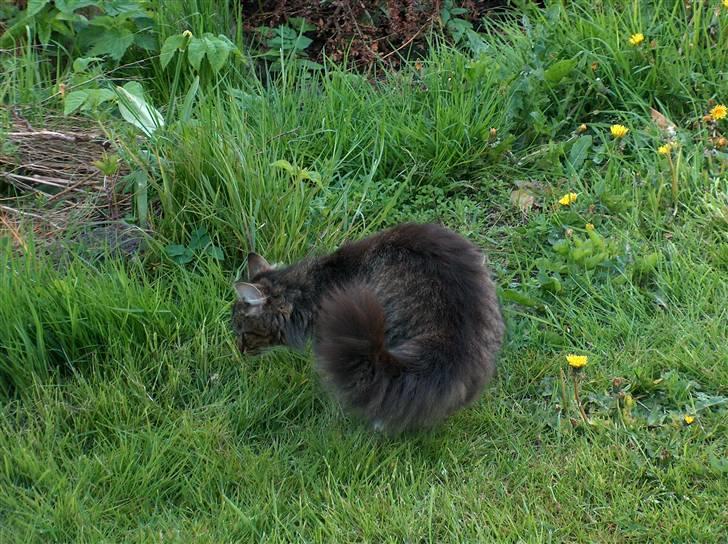 Norsk Skovkat Bette *RIP d.24-01-08* - Er der nogle insekter til mig idag?? billede 4