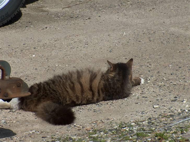 Norsk Skovkat Bette *RIP d.24-01-08* - Gider ikke flere billeder billede 5