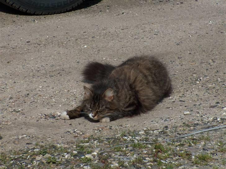 Norsk Skovkat Bette *RIP d.24-01-08* - Mor hold nu op!! prøver at nyde solen billede 6